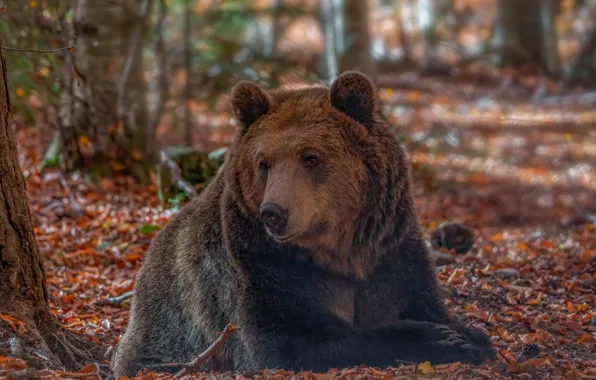 Autumn, forest, bear, lies, sheet