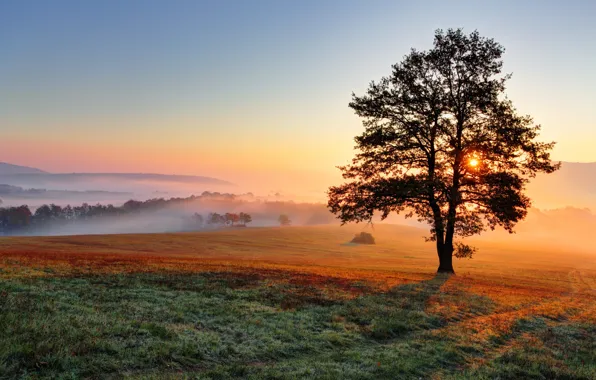 Field, fog, tree, dawn, hills