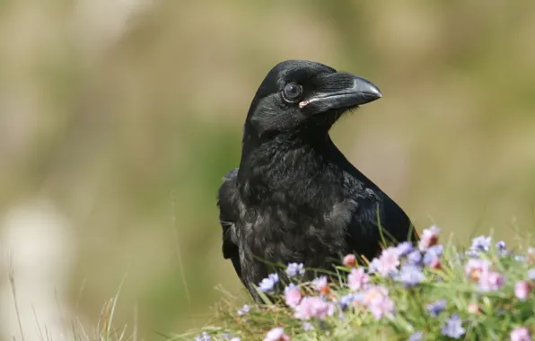 Flowers, nature, bird, black