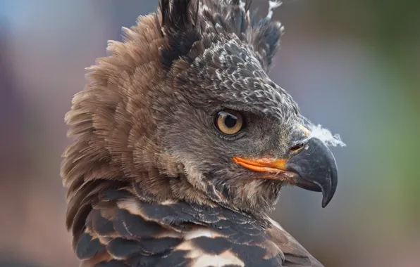 Picture background, bird, portrait
