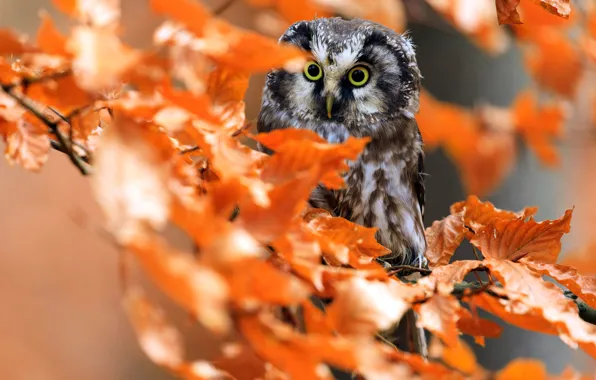 Autumn, look, leaves, branches, owl, bird, foliage, portrait