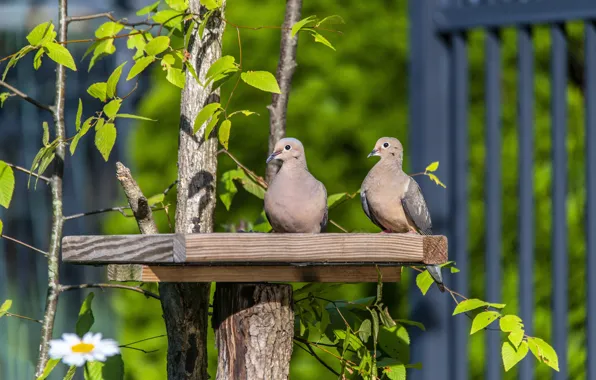 Greens, birds, branches, tree, foliage, the fence, two, dove