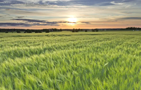 Field, the sun, sunset, the evening, Sweden, barley