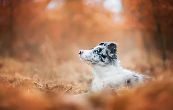 Picture autumn, forest, look, orange, Park, background, foliage, dog