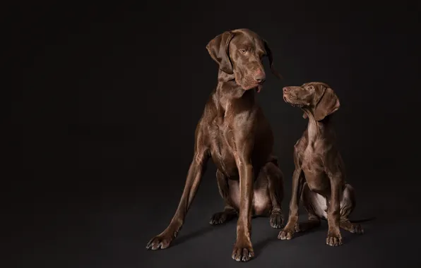 Background, each, dog