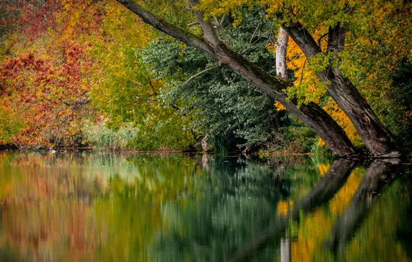 Picture forest, nature, tree, branch