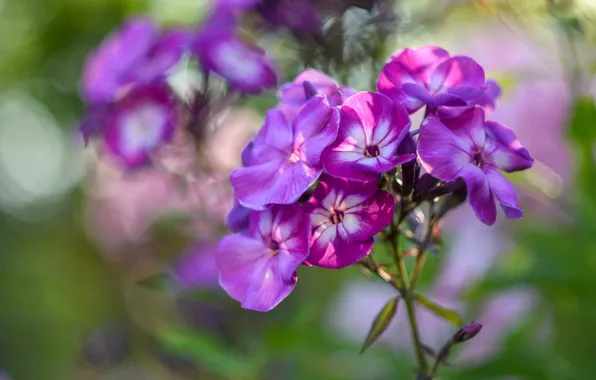Picture summer, flowers, pink, bokeh, Phlox