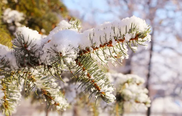 Wallpaper pine, twig, winter images for desktop, section природа - download