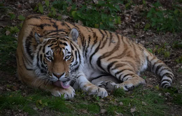 Look, predator, the Amur tiger