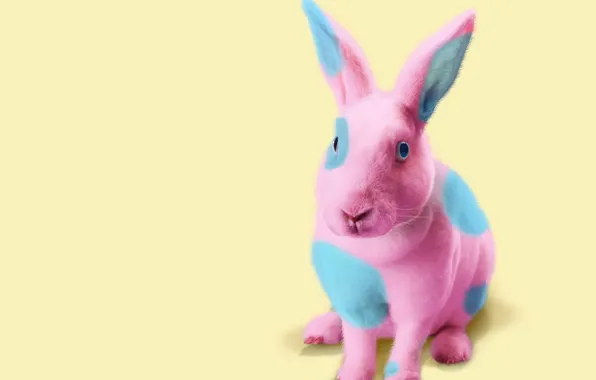 Picture background, pink, blue, color, rabbit, spot