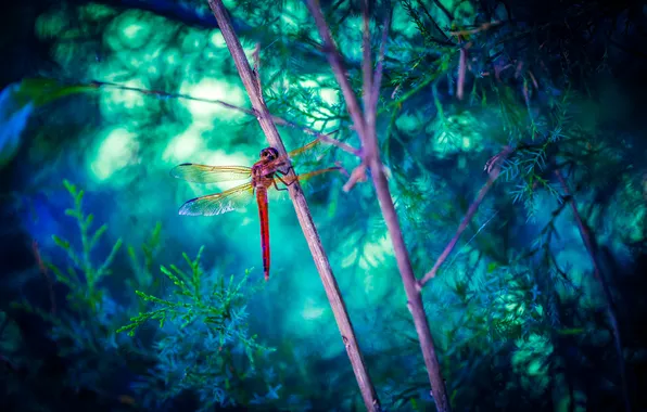 Macro, dragonfly, insect