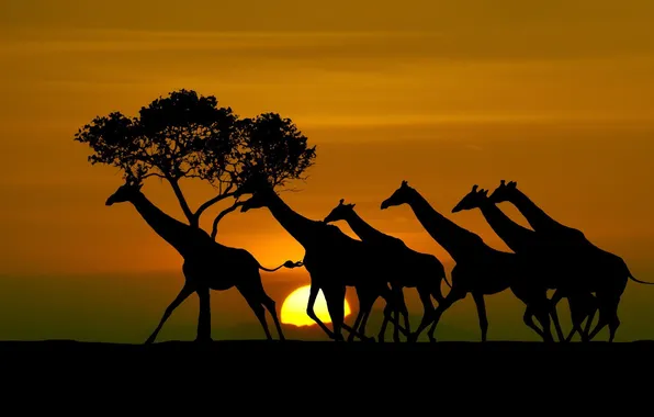 The sun, giraffes, silhouettes, Tanzania