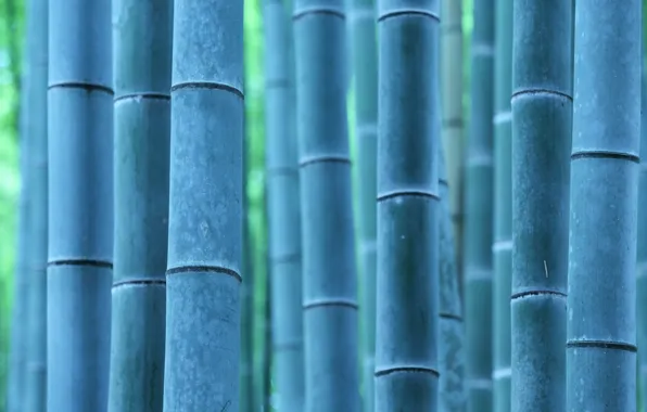 Picture macro, nature, bamboo