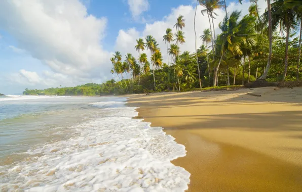 Sand, sea, beach, nature, palm trees, shore, Paradise, The Atlantic ocean