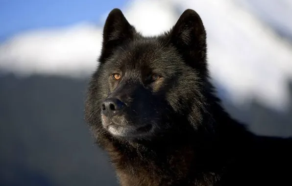 Nature, predator, animal, wolf, wildlife, portrait, black wolf, portrait.