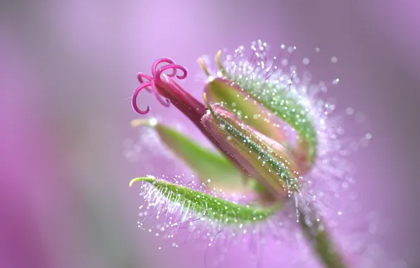 Drops, flowers, Rosa, background