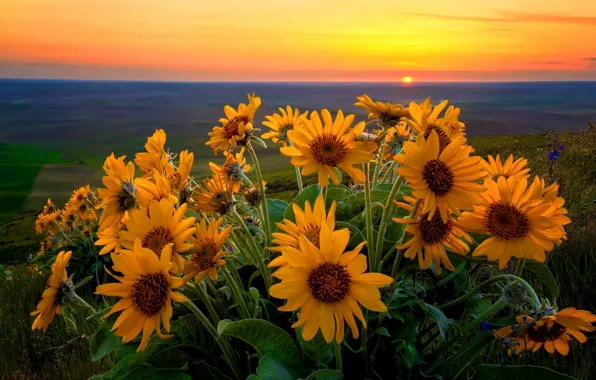 Picture the sky, the sun, clouds, flowers, Valley