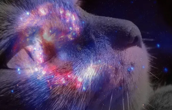 Picture cat, look, space