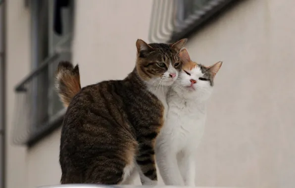 Picture love, street, cats, pair