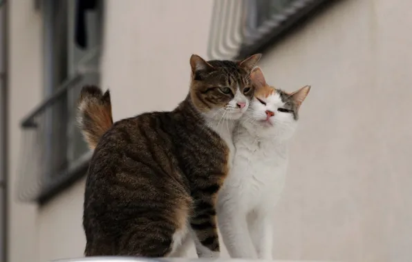 Love, street, cats, pair