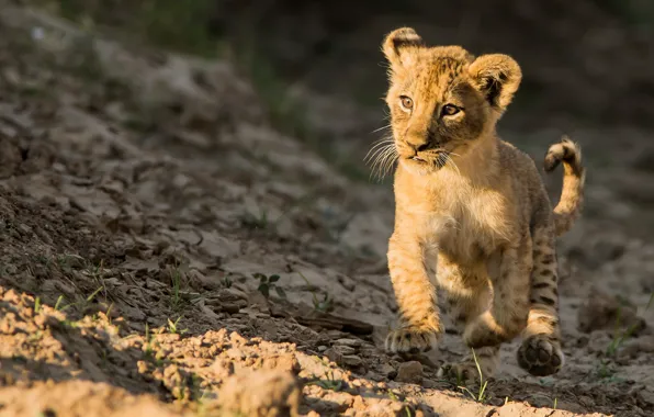 Leo, walk, kitty, lion