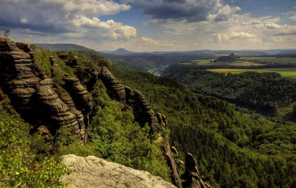 Picture forest, mountain, natural