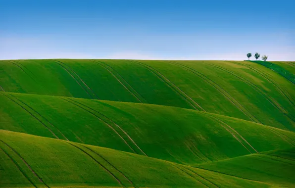 Picture field, the sky, grass, trees, hills