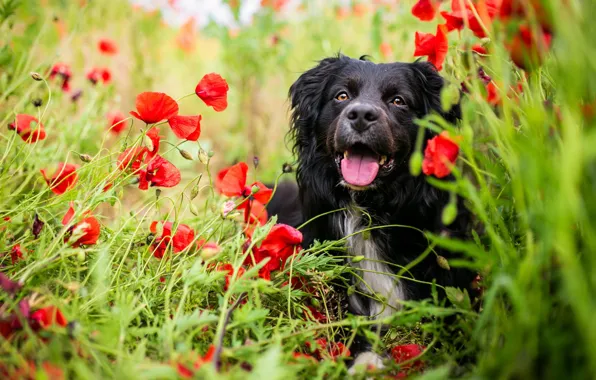 Greens, field, language, summer, look, face, flowers, nature