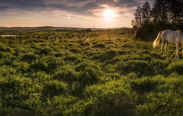 Field, white, grass, nature, horse, horse, horses, horse