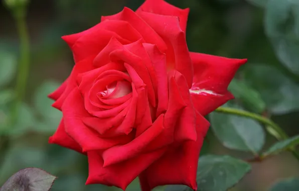 Close-up, rose, petals, red, scarlet