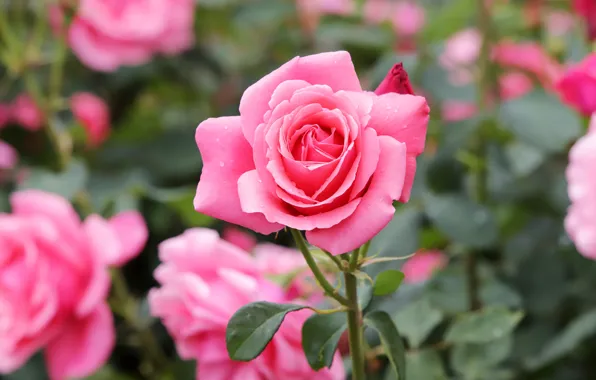 Picture roses, pink, buds, bokeh