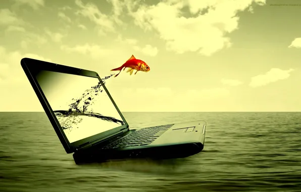 Picture sea, water, fish, laptop