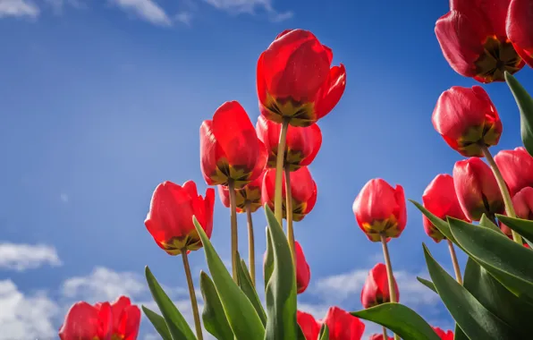 The sky, leaves, clouds, flowers, blue, blue, spring, tulips