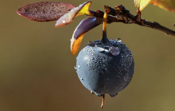 Picture branch, berry, leaves, blueberries, droplets of water