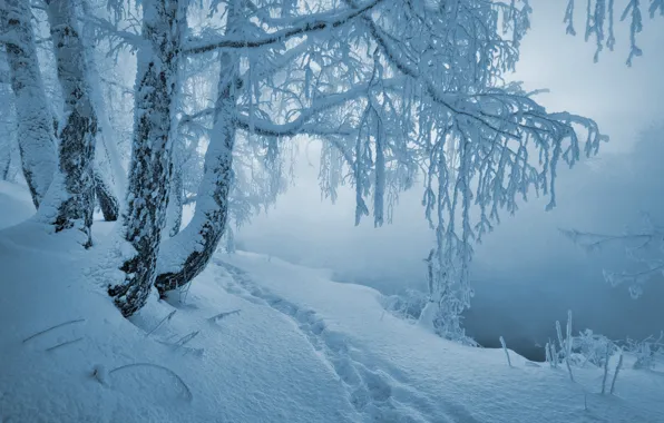 Picture winter, snow, birch