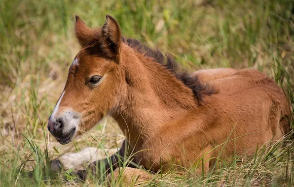 Picture horse, stay, horse, baby, lies, cub, foal