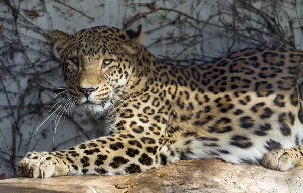 Cat, the sun, shadow, leopard, Persian, ©Tambako The Jaguar