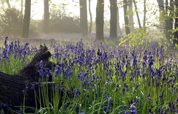 Forest, flowers, nature