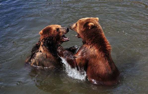 Picture the game, bear, bathing, pair, pond