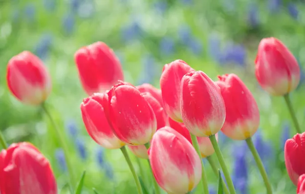 Picture flowers, nature, bright, spring, tulips, pink, buds