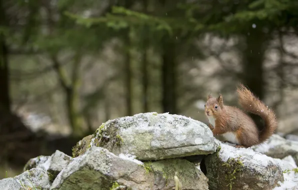 Stones, protein, tail