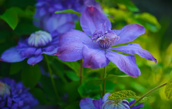 Picture macro, petals, Clematis