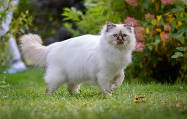 Cat, cat, look, flowers, pose, garden, walk, face