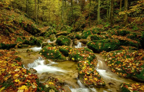 Autumn, forest, river