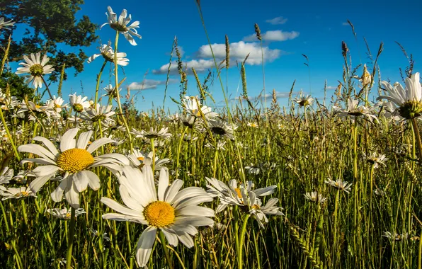 Summer, flowers, chamomile, meadow