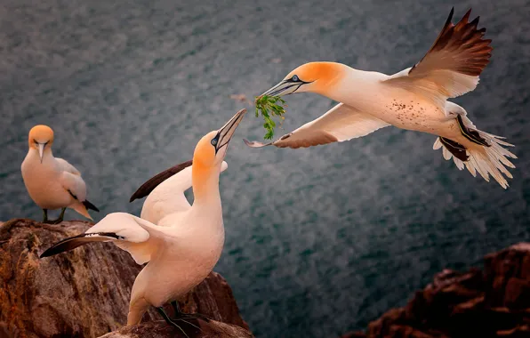Picture sea, rocks, bird, height, Northern Gannet, the Northern Gannet
