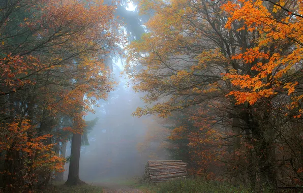 Autumn, forest, trees, branches, fog, Park, trunks, foliage