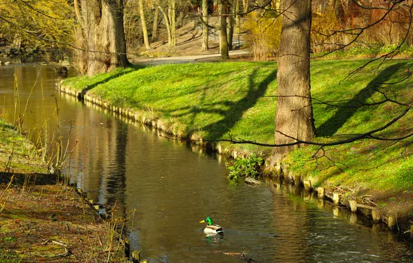 Trees, brook, park, duck
