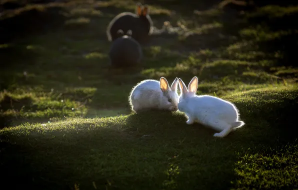 Greens, grass, light, glade, rabbit, rabbits, rabbits, white