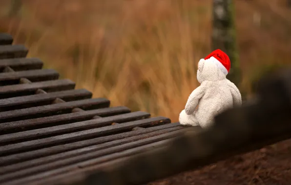 White, grass, nature, glade, toy, Board, bear, Christmas